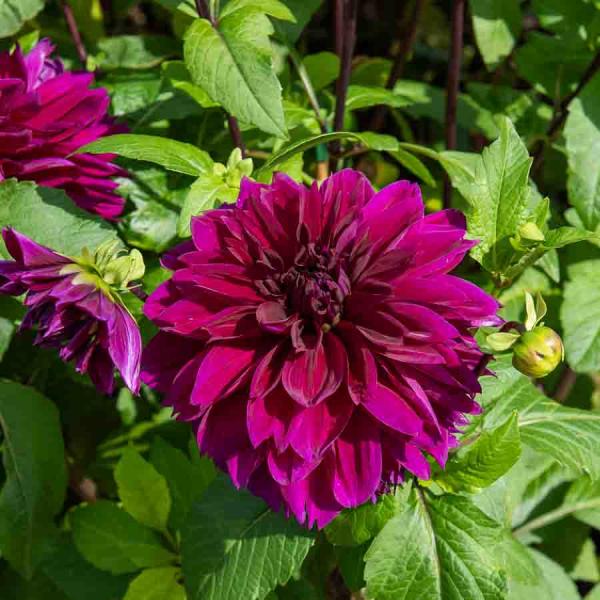 Bulbes à fleurs à planter au printemps - Dahlia décoratif à fleur géante Thomas Edison XXL (x1) - face recto